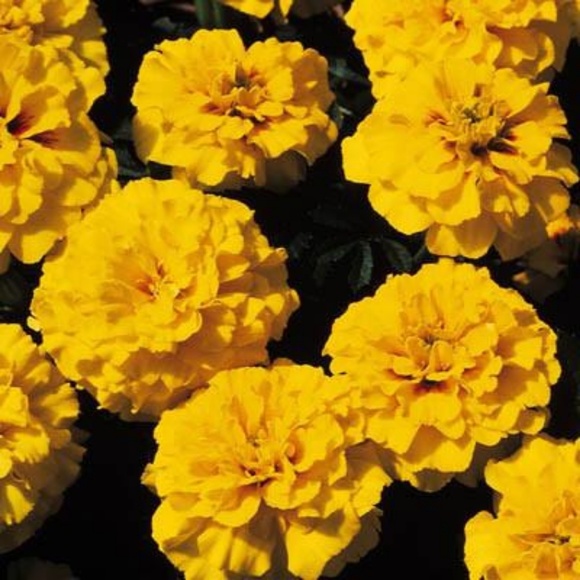 marigold107